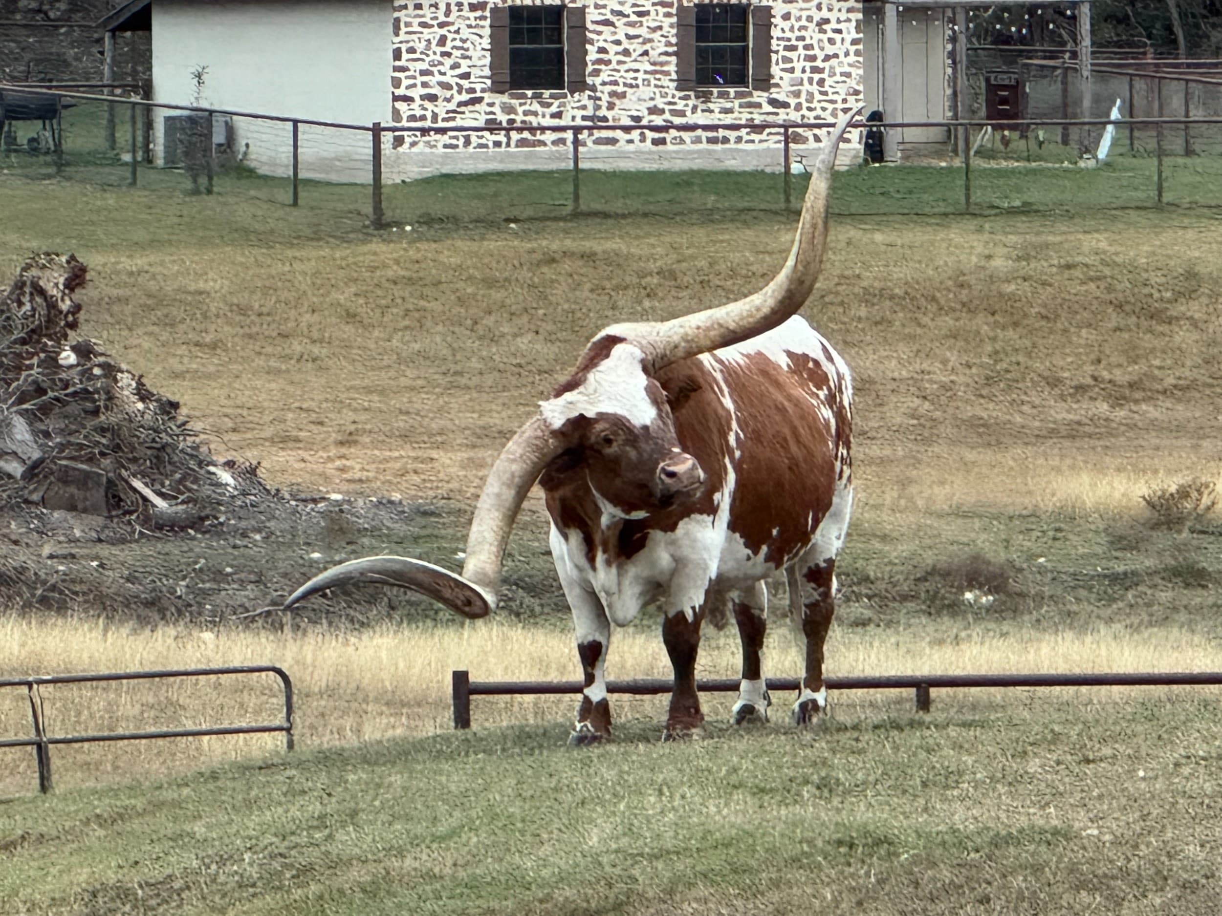 Texas Longhorn with a tilted head